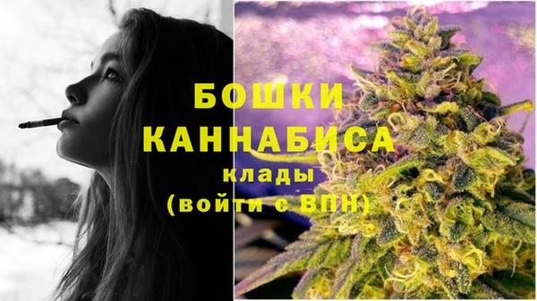индика Новозыбков